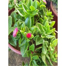 Aesco Gardenbox Pembe Buz Çiçeği (Delosperma), 5-10 Cm, 30 Adet Saksılı Çiçekli Bodur Bitki