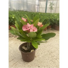 Aesco Videolu Milli Dikenler Tacı Pembe Çiçekli 25-55 cm Saksılı Iç Mekan Bitkileri Euphorbia
