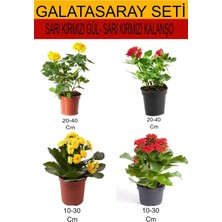 Aesco Nura Botanik 4'lü Takım Seti Sarı-Kırmızı Gül ve Sarı-Kırmızı Kalanşo Çiçeği