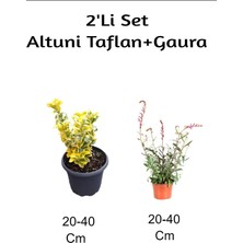 Aesco Gardenbox Altuni Taflan + Gaura Çiçeği 2'li Set Dış Mekan Bitkisi, 20-40 Cm, Çok Renkli