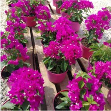 Aesco Bodur Begonvil - Begonvil - Bodrum Begonvili Bougainvillea Bahçe Balkon Teras
