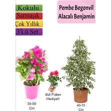 Aesco Gardenbox Beyaz Alacalı Benjamin Bitkisi, Pembe Bodur Begonvil, Gül Fidanı, 3'lü Set