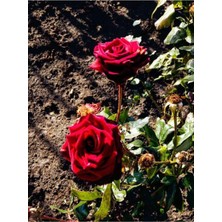 Aesco Gardenbox Kırmızı ve Pembe Gül Fidanı, 2 Adet, Yediveren, Saksılı, 20-40 cm