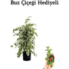 Aesco Nura Botanik Hediyelik Beyaz Alacalı Benjamin Bitkisi, Buz Çiçeği Hediyeli