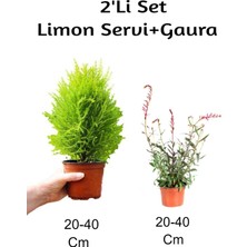 Aesco Serada Decor & Plant Limon Servi + Gaura Çiçeği 2'li Set Dış Mekan Bitkisi, 20-40 cm