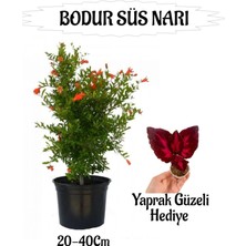 Aesco Bodur Süs Narı Fidanı 1 Adet Saksılı/tüplü+ Yaprak Güzeli Hediyeli Bahçe Peyzaj Seti