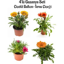 Aesco Nura Botanik Gazanya Çiçeği Seti, 4 Adet Saksılı, Sarı+Kırmızı+Koyu Pembe+Turuncu, 10-20CM Balkon Çiçeği