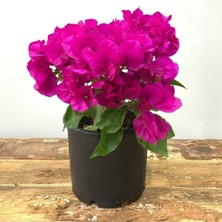 Aesco Gardenbox Begonvil Çiçeği, Kırmızı, 15-20 Cm, Bodur Begonvil