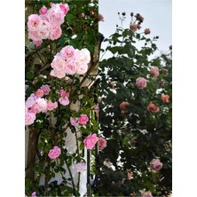 Aesco Gardenbox Sarmaşık Ponpon Pembe Renk, 100-150 Cm, Saksılı Aşılı Gül