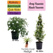 Aesco Serada Decor & Plant Kokulu Arap Yasemini, Klasik Yasemini, Kurdele Çiçeği 3'lü Bahçe Seti