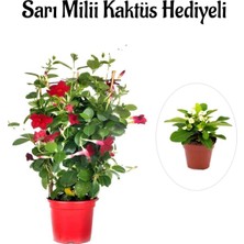 Aesco Kokulu Kırmızı Mandevilla Sarmaşığı Sevgililer Gününe Özel Sarı Milli Hediyeli