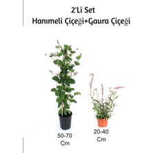Aesco Gardenbox Hanımeli + Gaura Çiçeği 2'li Set Dış Mekan Bitkisi, Çok Renkli