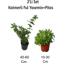 Aesco Katmerli Ful Yasemin Çiçeği+Pitos 2'li Set Dış Mekan Bitkisi