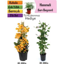Aesco Nura Botanik Sarı Begonvil, Kokulu Hanımeli Çiçeği, Tül Kuşkonmaz Hediyeli 3'lü Peyzaj Seti, 30-60 cm