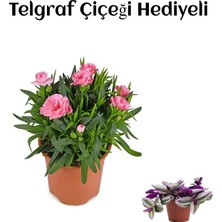 Aesco Hediyelik Mis Kokulu Şeker Pembe Karanfil Çiçeği Telgraf Hediyeli