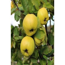 Aesco Bitkim Sende Eşme Aromatik Ayva Fidanı Aşılı, Bol Verimli, Soğuğa Dayanıklı, 70-90 cm