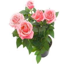 Aesco Gardenbox Sarmaşık Gül Fidanı, Kokulu Açık Pembe, 80-140 Cm, Saksılı Aşılı Gül