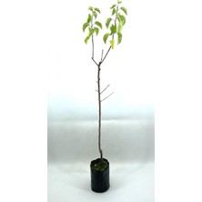 Aesco Kayısı (Şekerpare) Fidanı 2 Yaş (70-80 Cm), BTSM24