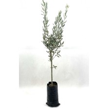 Aesco Zeytin Fidanı 2 Yaş 70-80 cm Bol Verimli