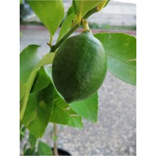 Aesco 2 Yaş Aşılı 7 Veren(Yediveren) Mayer Limon Fidanı (Saksılı) Bol Verimli