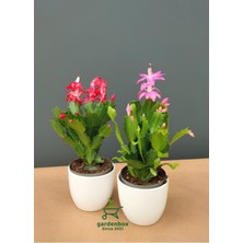 Aesco Kırmızı-Pembe Renk Yılbaşı Çiçeği Schlumbergera 2 Adet Saksılı 10-15CM