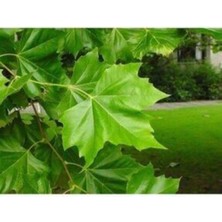 Aesco Serada Decor & Plant Tüplü Çınar Fidanı, Yaş 1, Boy 90-100CM, Yeşil