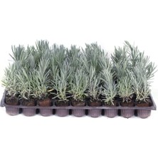 Aesco Lavanta Bitkisi Fidesi 10 Adet Viyol'de - Lavandula