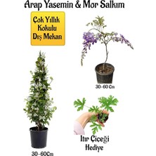 Aesco Gardenbox Kokulu Arap Yasemin Çiçeği + Mor Salkım Ağacı Fidanı, Itır Çiçeği Hediyeli Peyzaj Seti, 30-60 cm