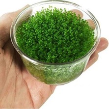 Aesco Hemianthus Callitrichoides 'cuba' In Vitro Cup 200CC Canlı Bitki