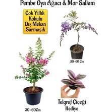 Aesco Nura Botanik Pembe Oya Ağacı Fidanı ve Mor Salkım Ağacı Fidanı Seti, Telgraf Çiçeği Hediyeli, 30-60 cm