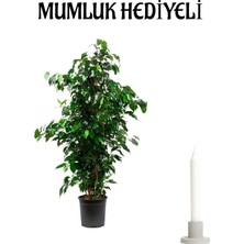 Aesco Nura Botanik Yeşil Benjamin Bitkisi, Ofis Bitkisi, Mumluk ile Hediye Set