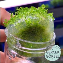 Aesco Hemianthus Callitrichoides Cuba In Vitro 200CC Canlı Bitki