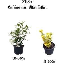 Aesco Gardenbox Mis Kokulu Çin Yasemini Çiçeği + Altuni Taflan Çit Bitkisi 2'li Set, Dış Mekan Bitkileri
