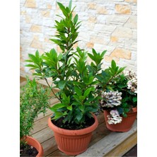 Aesco Nura Botanik Defne Ağacı Fidanı, 60-100 Cm, 1 Adet, Saksılı, Dış Mekan, Laurus Nobilis