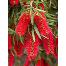 Aesco Nura Botanik Fırça Çalısı Fidanı (Callistemon Leavis), 50-70 Cm, 1 Adet Saksılı Dış Mekan Ağaç