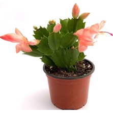 Aesco Nura Botanik Schlumbergera Yılbaşı Çiçeği, 1 Adet, Pembe, Yavruağzı