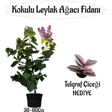 Aesco Nura Botanik Kokulu Leylak Ağacı Fidanı Saksılı, 30-60 Cm, Telgraf Çiçeği Hediyeli