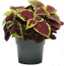 Aesco Gardenbox Yaprak Güzeli Çiçeği, 30-40 Cm, Saksılı, Iç Mekan Bitkileri, Plectranthus Scutellarioides