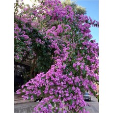Aesco Nura Botanik Leylak Ağacı Fidanı, Mor Renkli, 80-90 Cm, 1 Adet, Tüplü Dış Mekan Bitkisi, Syringa