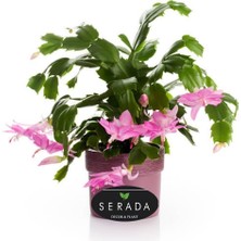 Aesco Nura Botanik Pembe Schlumbergera Truncata Yılbaşı Çiçeği, Saksılı, 1 Adet
