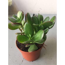 Aesco Nura Botanik Crassula Şans Para Çiçeği, 25-30CM, Yeşil