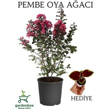 Aesco Nura Botanik Pembe Oya Ağacı, 30-60 Cm, Saksılı, Çok Renkli, Yaprak Güzeli Hediyeli