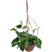 Aesco Gardenbox Mum Çiçeği Kokulu Hoya Carnosa, Askılı Dekoratif Saksı