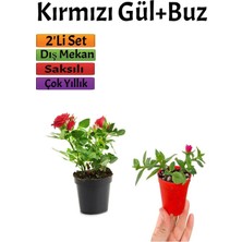 Aesco Nura Botanik Kırmızı Gül (15-25 Cm) + Buz Çiçeği (5-10 Cm) Saksılı Dış Mekan Bitkileri, 2'li Set