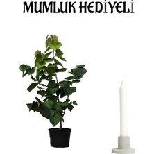 Aesco Gardenbox Mor Leylak Fidanı, Mumluk Hediyeli