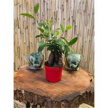 Aesco Bitkim Sende Ficus Ginseng Bonsai Ağacı, 20-25 cm Boy, 9,5 cm Saksı Çapı