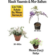 Aesco Nura Botanik Mis Kokulu Klasik Yasemin Çiçeği, Mor Salkım Ağacı Fidanı, Mezem Çiçeği Hediyeli Peyzaj Seti, 30-60 cm