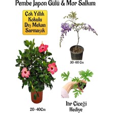 Aesco Nura Botanik Pembe Japon Gülü Çiçeği, Mor Salkım Ağacı Fidanı, Itır Çiçeği Hediyeli Bahçe Peyzaj Seti
