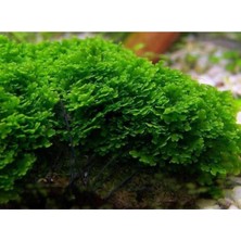 Aesco Pellia Moss Yeni Sarım Canlı Bitki 5x5 cm