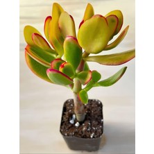 Aesco Nura Botanik Crassula Ovata Sunset, 15-25 Cm, Saksılı Canlı Sukulent